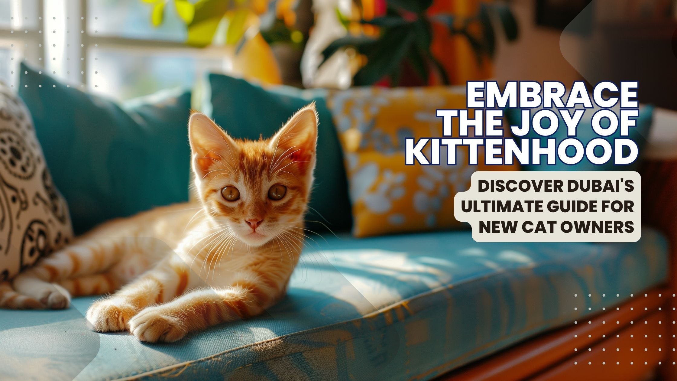 The Ultimate Kitten Care Guide for New Cat Owners in Dubai