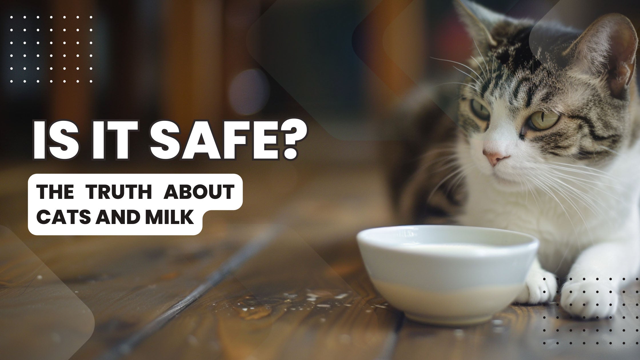 A content cat sitting next to a bowl of milk reflecting the safe hydration practices recommended for cats in Dubai.