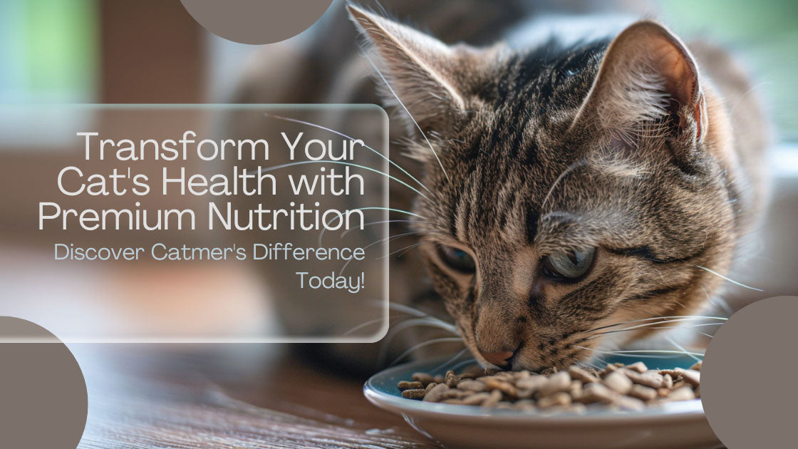 The Essential Guide to Switching Your Cat's Food: A Catmer Perspective