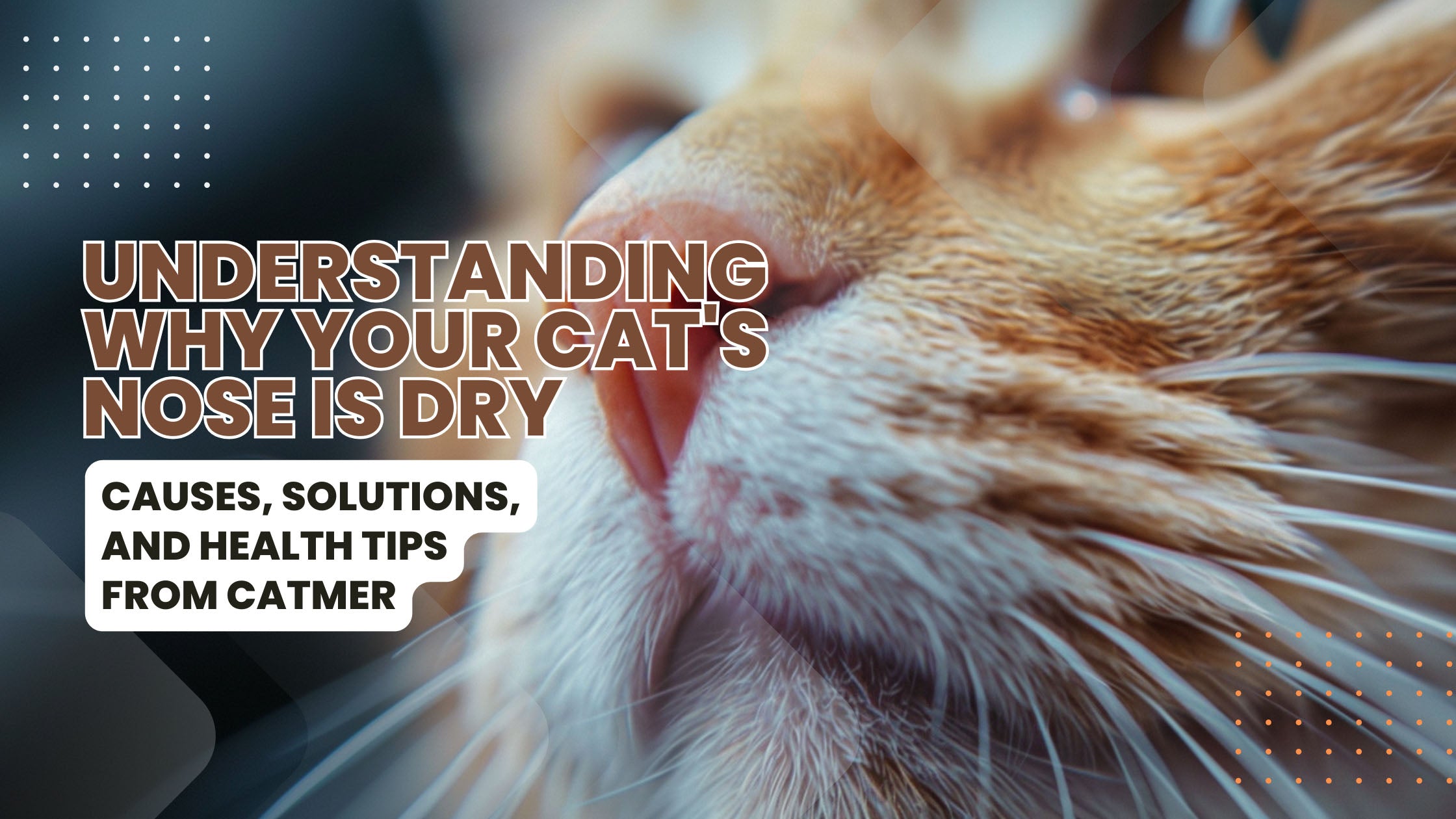A healthy cat with a close-up view of its nose, highlighting the topic of dry cat noses and how to manage them effectively.