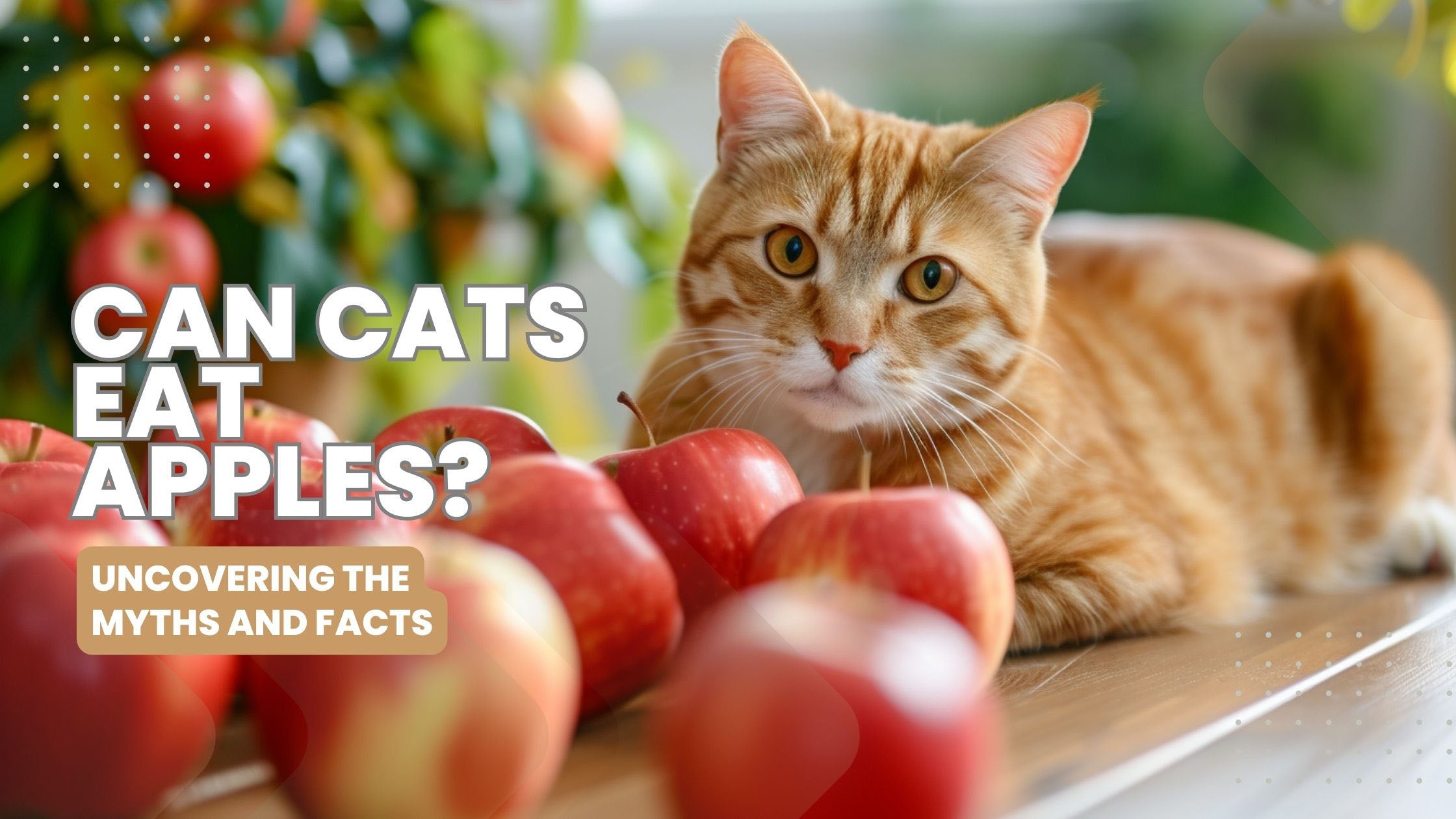 An adorable ginger cat lying contently on a table in front of vibrant red apples, symbolizing the safe inclusion of fruits in a feline's diet, as explored in Catmer's comprehensive guide on cat nutrition in Dubai.