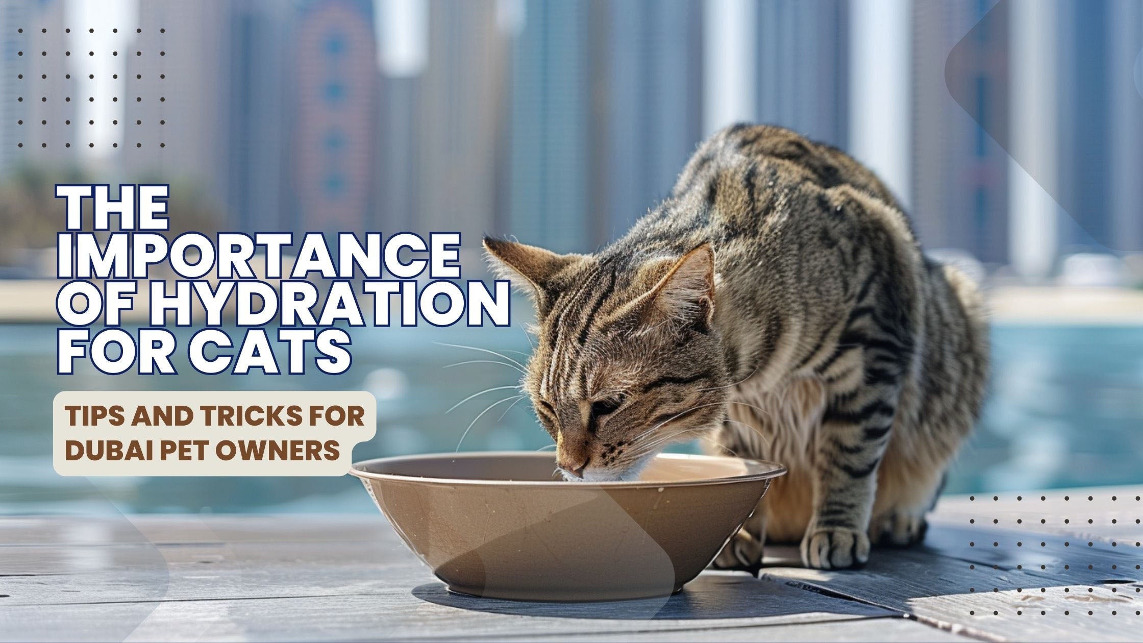 An image showing a serene cat drinking water from an innovative fountain, with Dubai's sunny backdrop emphasizing the importance of staying hydrated.